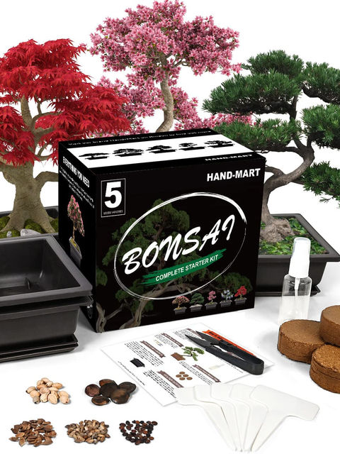 Grow Your Own Bonsai Tree - Amazon