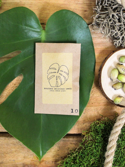 Grow Your Own Houseplants from Seed!