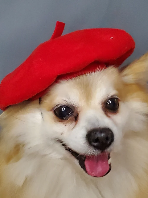 Dog Beret - Etsy