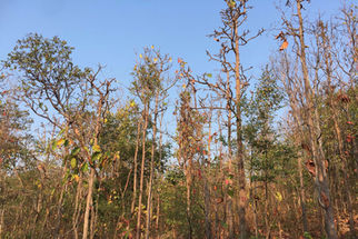 Dry deciduous_edited.jpg