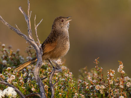 Western Bristlebird PA226337-2_edited.jpg