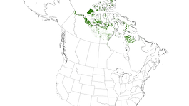 A low, marshy and boggy tundra with scattered meltwater pools. Habitat Affinities: Eurasian boggy tundra. Species Overlap: Nearctic rocky tundra.