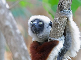 Coquerel's Sifaka.JPG