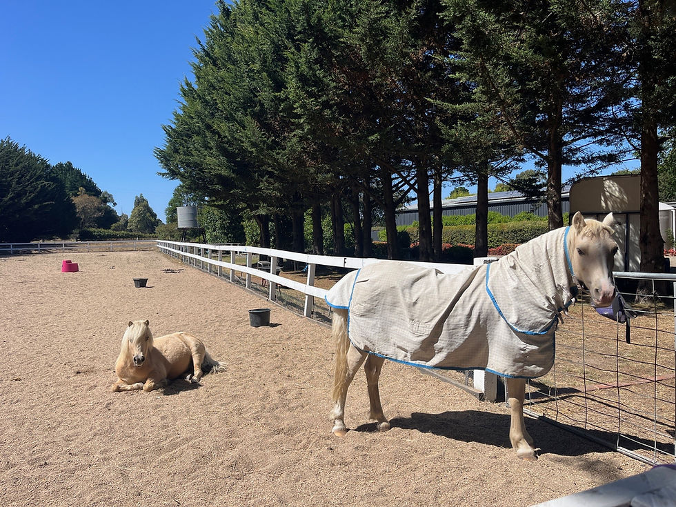 Horses Rugs in Spring - Less is More