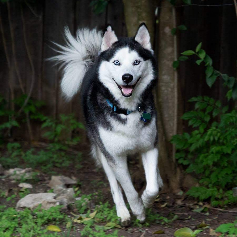 Oliver, Nikki and Danny's husky, running through the backyard.
