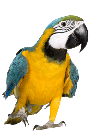 pic_macaw.gif