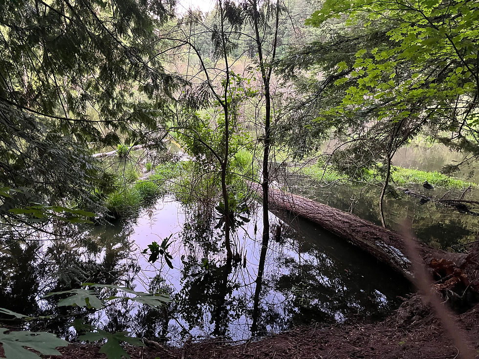 The Importance of Trees for Wetlands