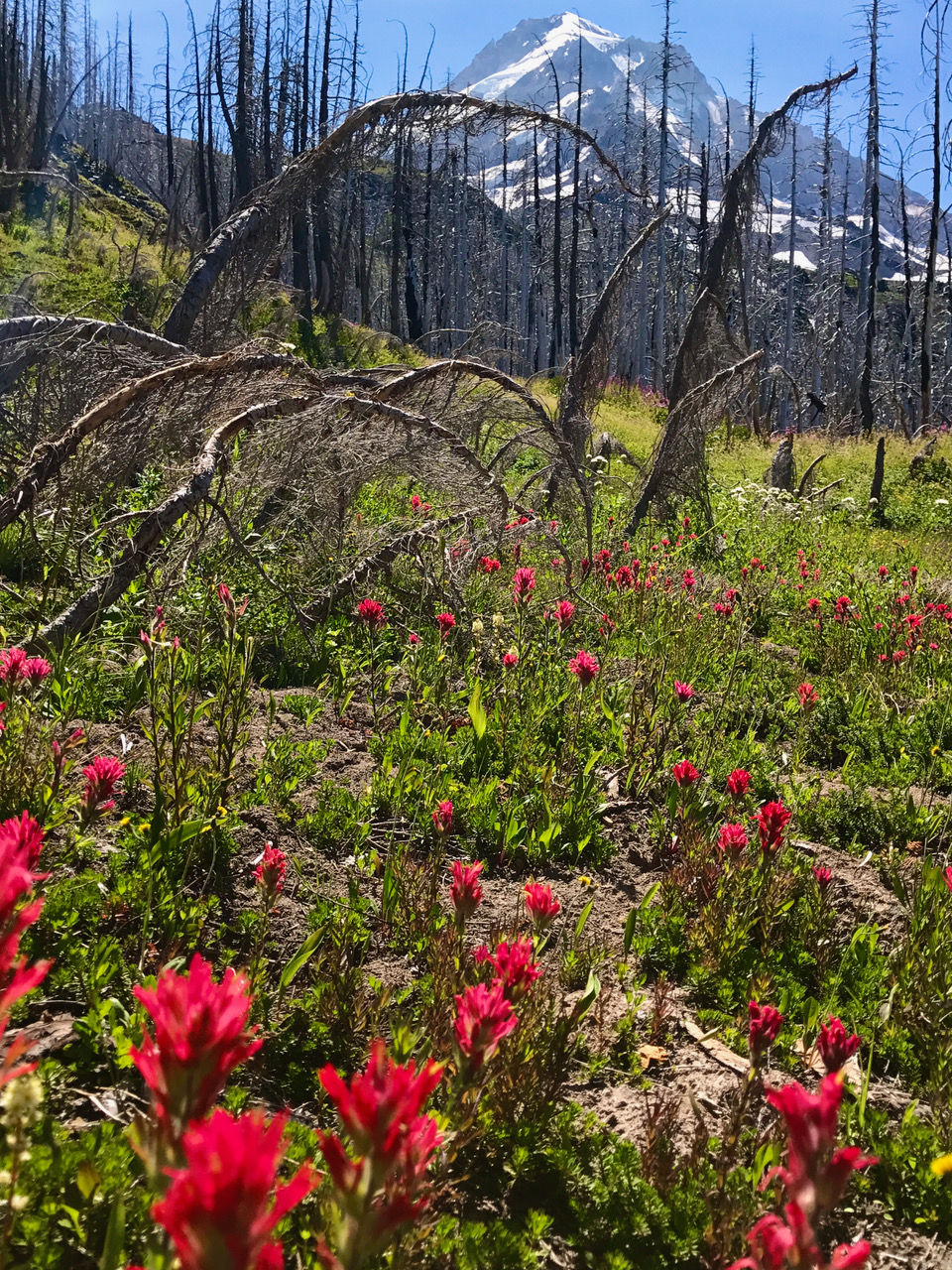 Discovering Renewal, Diversity,and Beauty in Burned Landscapes