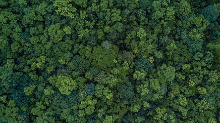Aerial top view forest tree, Rainforest ecosystem and healthy environment concept and back