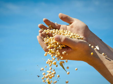 WORKSHOP: Cover Cropping 101 with Daria Zovi