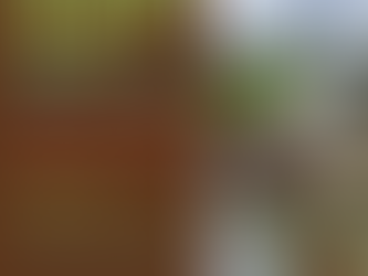 Poster for an Invasive Plant Drop-Off event. Title reads 'INVASIVE PLANT DROP-OFF' in bold green and blue text. Lists accepted invasive plants: Gorse, Broom, Daphne, Blackberry, Holly, Ivy in red text. Event details: Saturday, May 24, 10am – 3pm at Community Gospel Church. Note at bottom says 'Drop-off fee varies by load' in blue. Background photo shows people unloading a trailer full of plant debris outside a church building. Logo in corner says 'Neighbours Feeding Neighbours'.