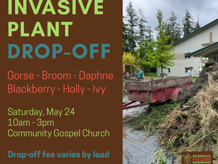 Poster for an Invasive Plant Drop-Off event. Title reads 'INVASIVE PLANT DROP-OFF' in bold green and blue text. Lists accepted invasive plants: Gorse, Broom, Daphne, Blackberry, Holly, Ivy in red text. Event details: Saturday, May 24, 10am – 3pm at Community Gospel Church. Note at bottom says 'Drop-off fee varies by load' in blue. Background photo shows people unloading a trailer full of plant debris outside a church building. Logo in corner says 'Neighbours Feeding Neighbours'.