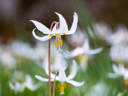 Gardening with Native Plants