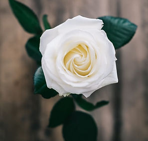 Uma flor
