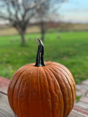Pumpkin