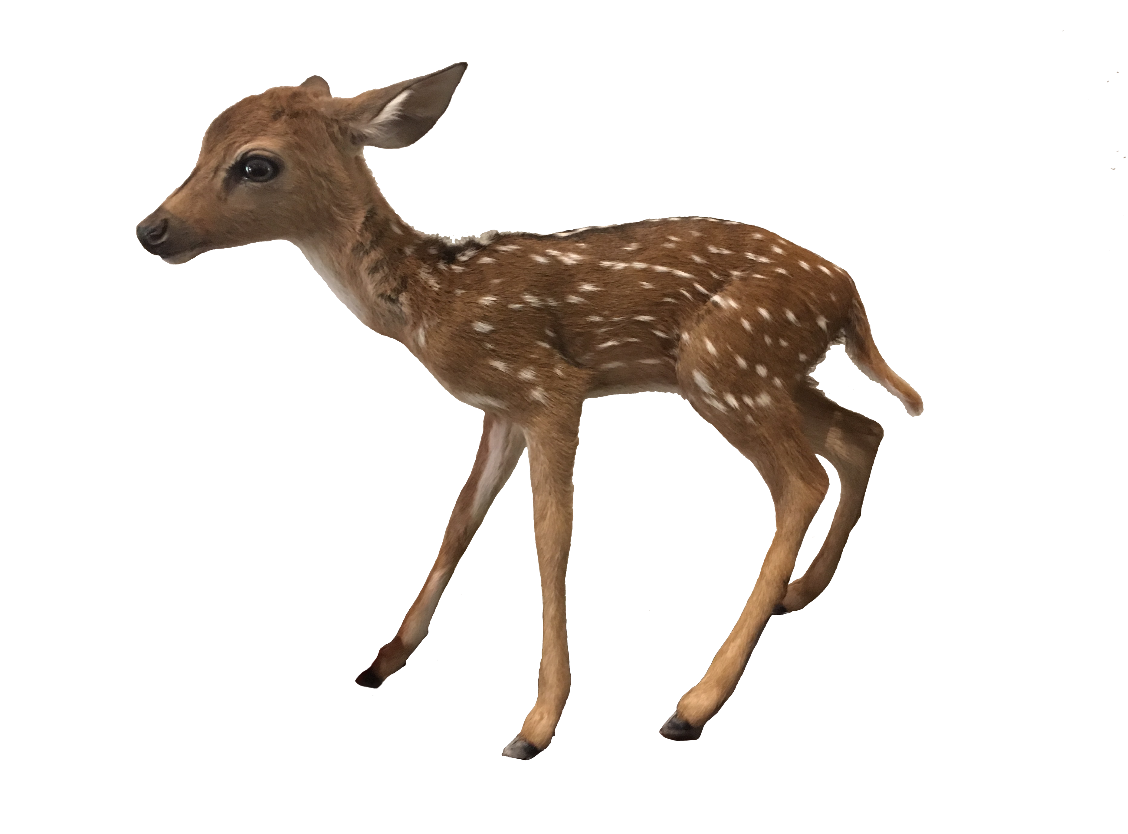 LITTLE CHITAL