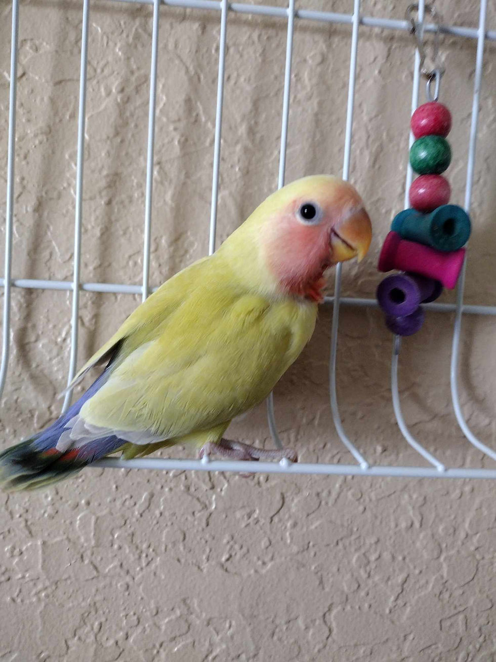 Products Lovebird Nursery