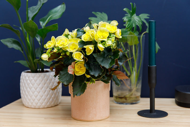 koppe-20210429_261 Sweeties Yellow.jpg