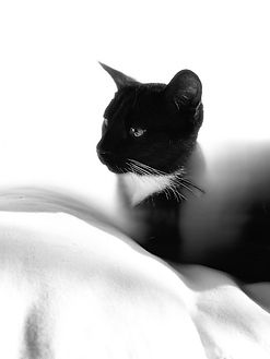 IMG_6803.jpg