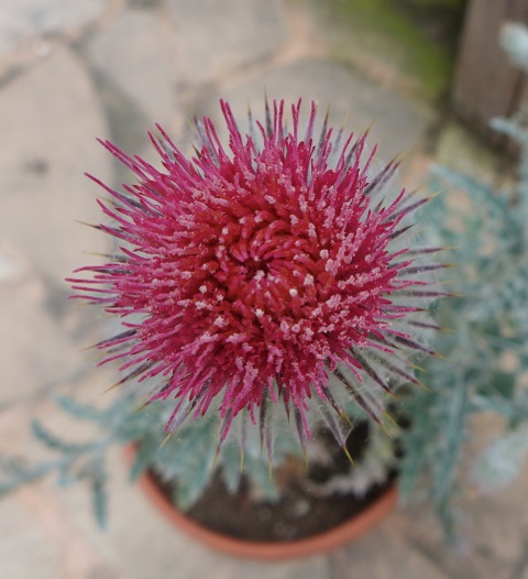 Cobweb Thistle (2015)