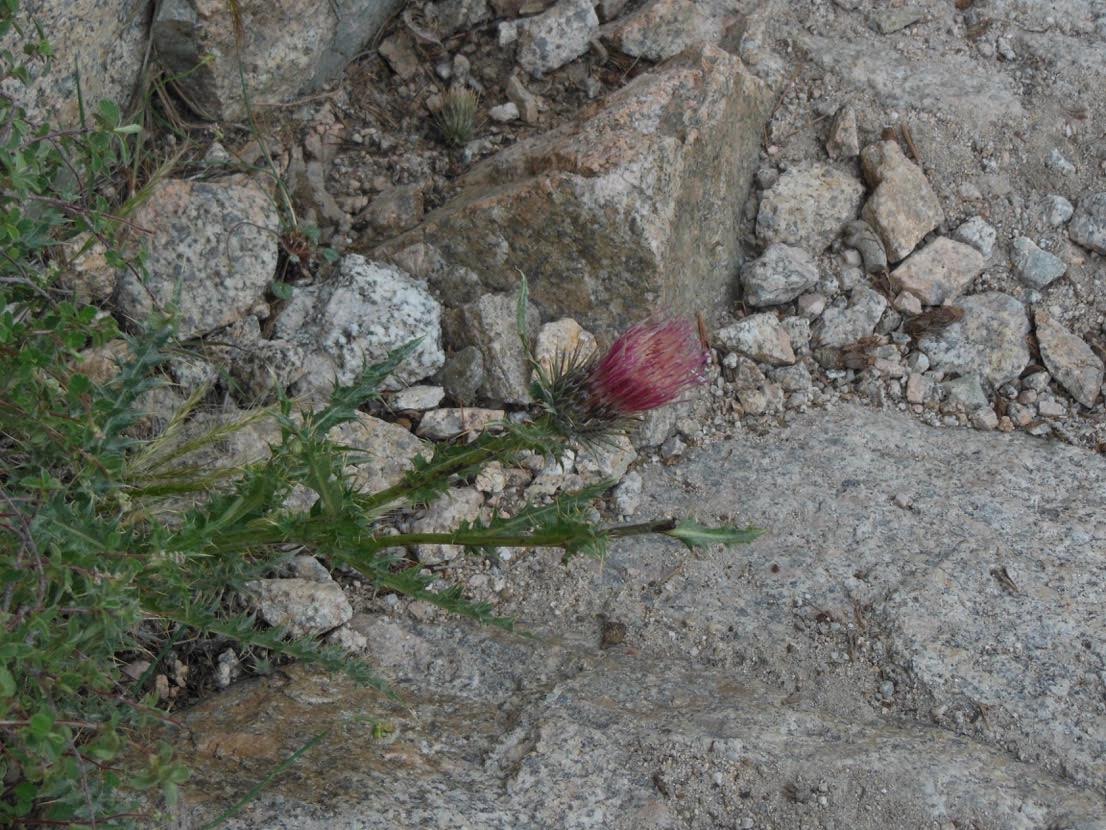 Red Thistle (2015)
