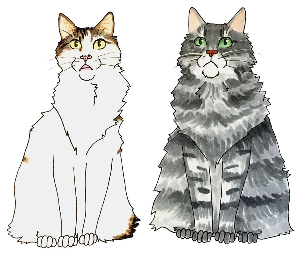 Traditional illustrations of two fluffy, long-haired cats.