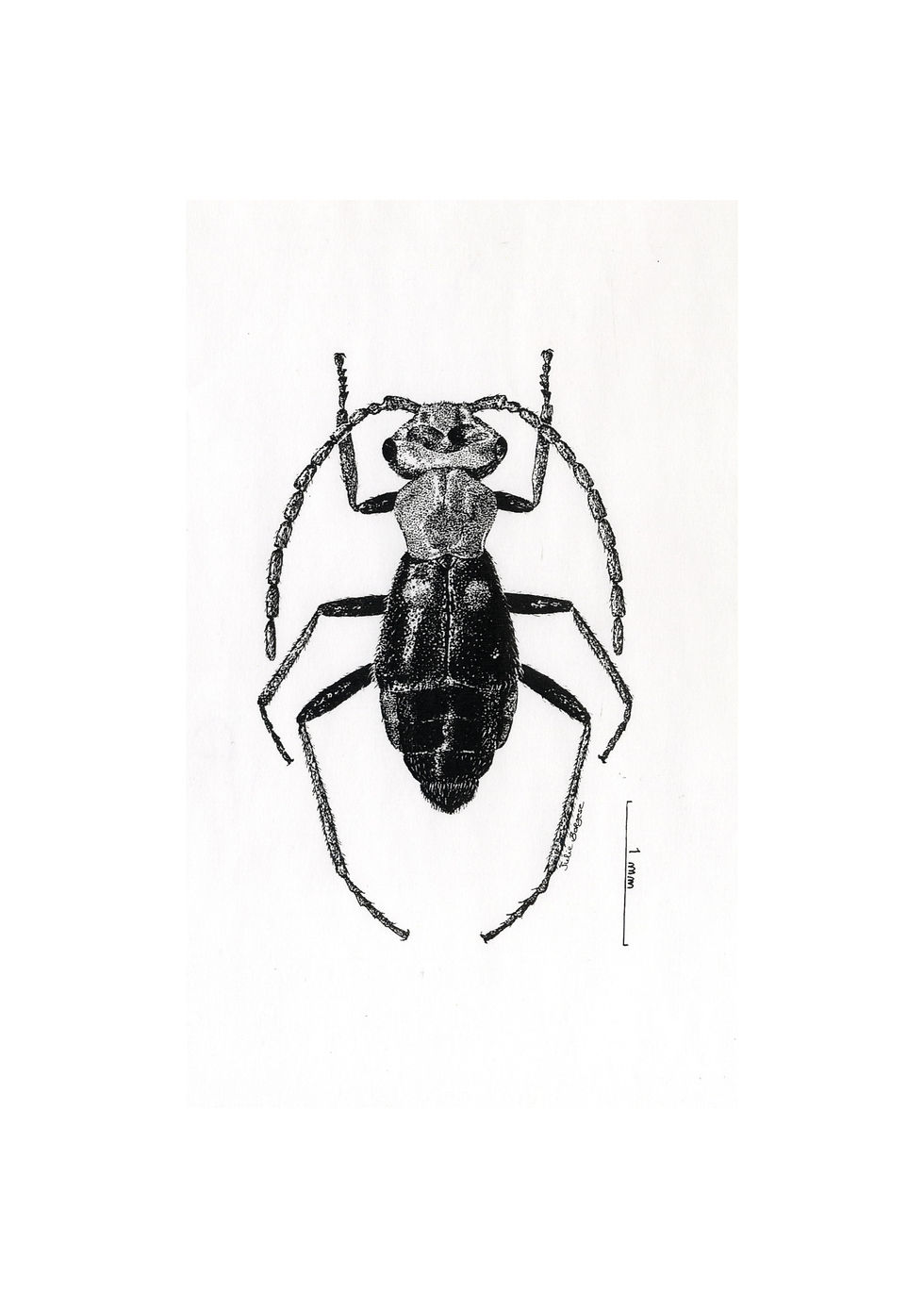 Illustration naturaliste