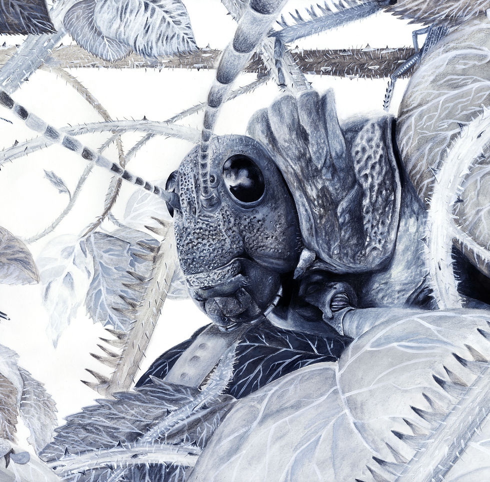 Illustration naturaliste