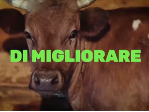 FERMIAMO LA BARBARIE DEL TRASPORTO DI ANIMALI VIVI!