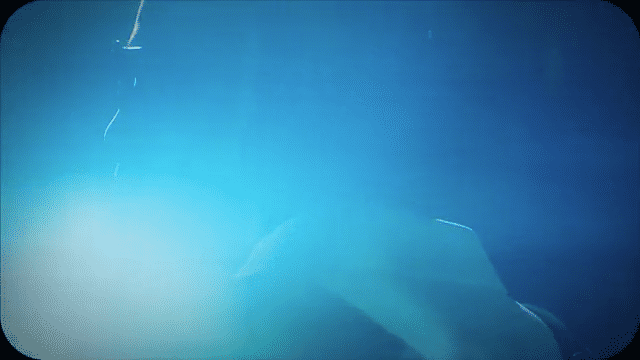 Travelpro Altitude Backpack Campaign-low.gif