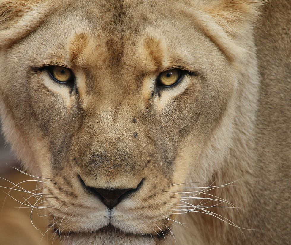Female Lion 1