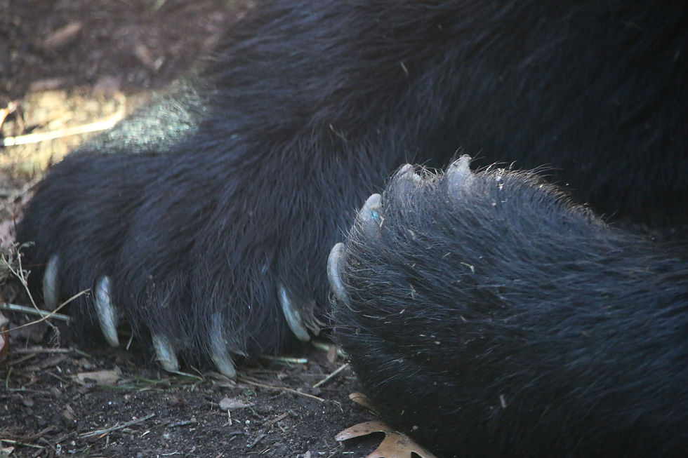 Predator Paws 3