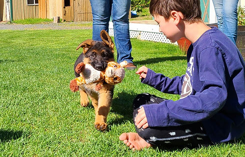 German Shepherd Puppy