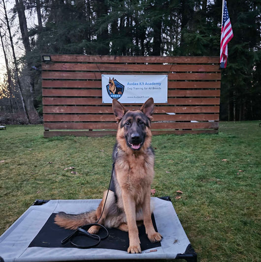 a paragon of obedience, an ideal family companion