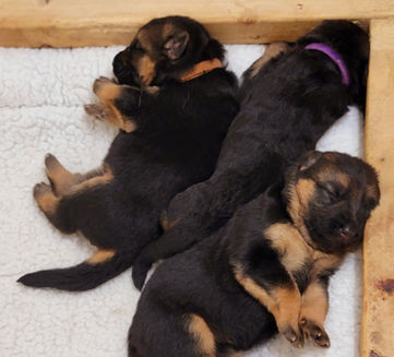 german shepherd puppies