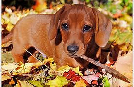 Rx Compounding Pets