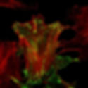 Cell with focal adhesions