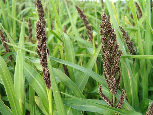 Japanese Reed Millet | RC Crops