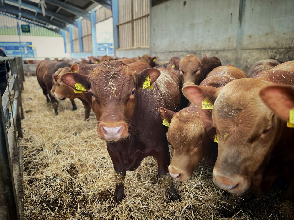 Bettws Hall Stabiliser Cattle Breed