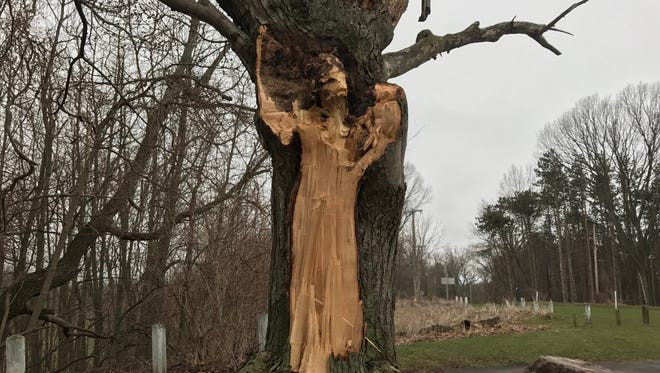 Ghost sighting: White Lady emerges from tree