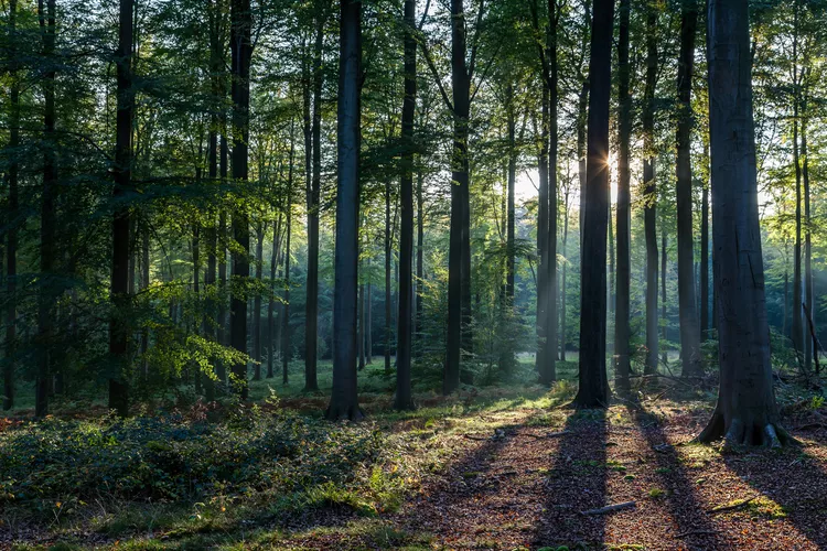 Black Forest in Baden-Württemberg, Germany occupies over 2,000 square miles. © SANTIAGO URQUIJO / GETTY IMAGES