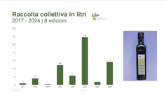 Sono sempre di più gli olivi ticinesi