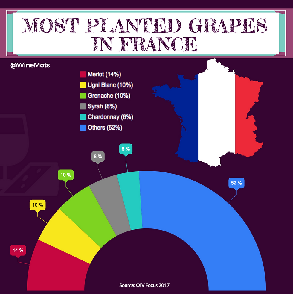 Most planted grapes in France