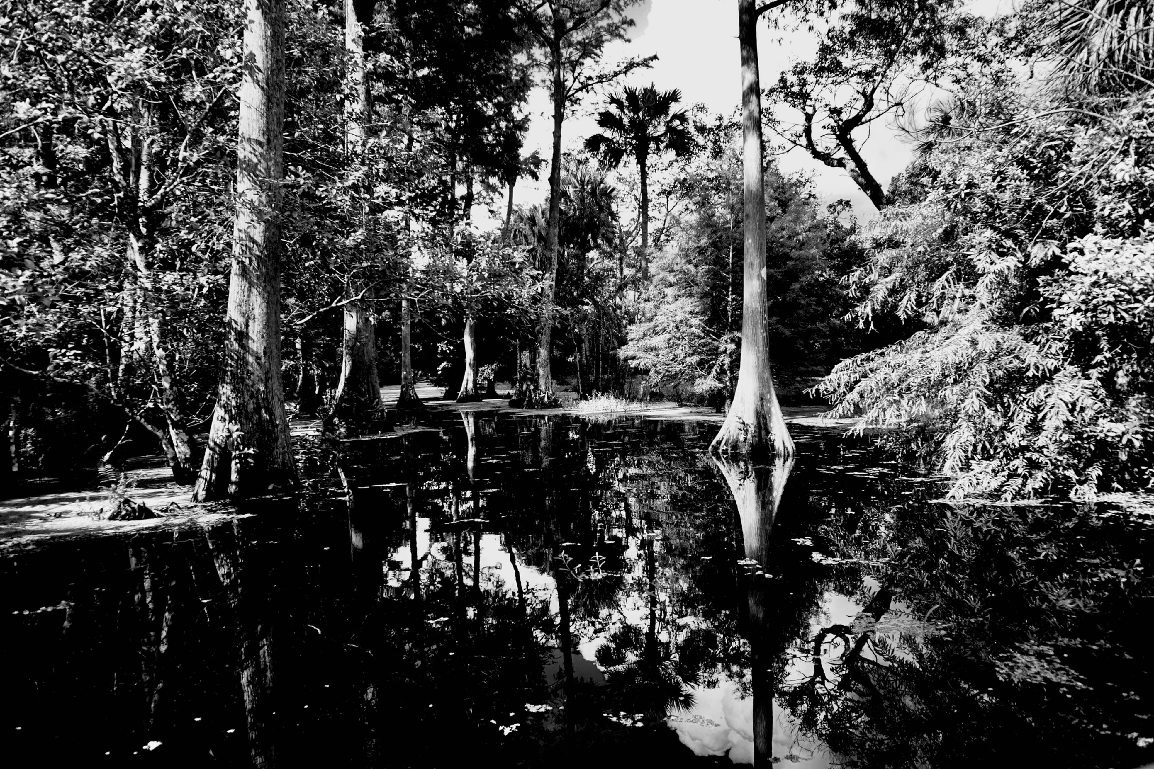 the cypress