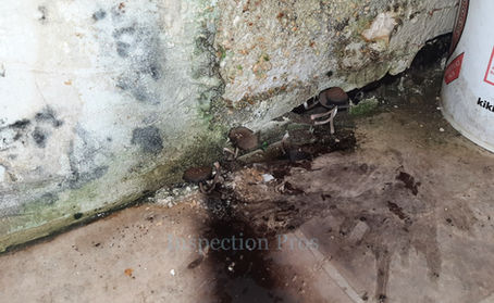 Understanding and Addressing Indoor Mushroom