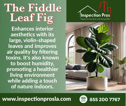 The Ultimate Guide to Fiddle Leaf Fig: Beautify Your Space with This Lush Plant