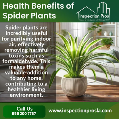 Transforming Your Home with Indoor Plants: A Comprehensive Guide