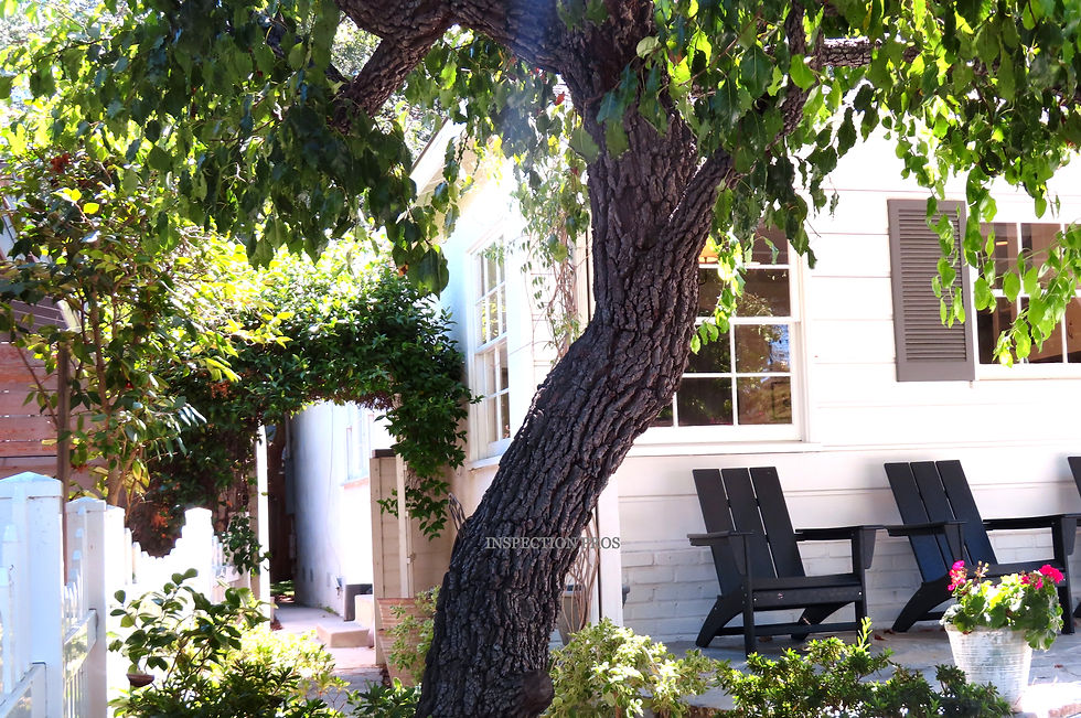 To mitigate mold and mildew growth, homeowners must take proactive steps. Pruning and monitoring the growth of vines, as well as regular cleaning and maintenance, can help prevent the formation of these moisture-loving fungi.