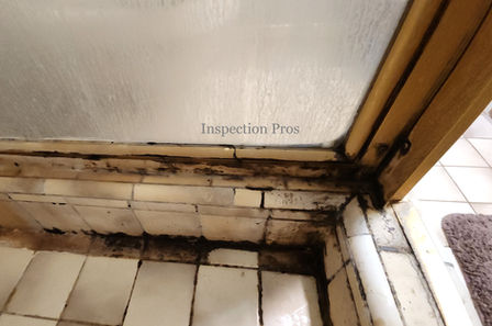Fungal Hazards in the Home: Preventing Mold-Related Health and Structural Issues