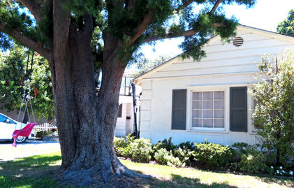 Exploring How Trees Contribute to Indoor Mold Growth